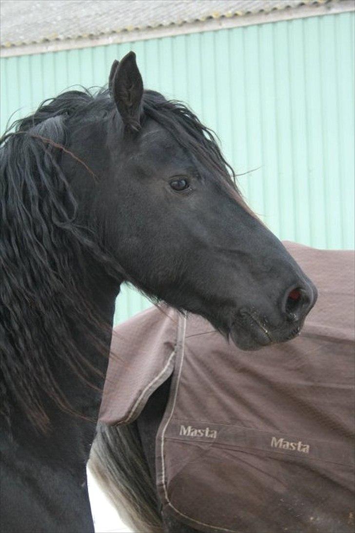 Frieser Zeus Fan Stennissegaard *SOLGT* billede 19