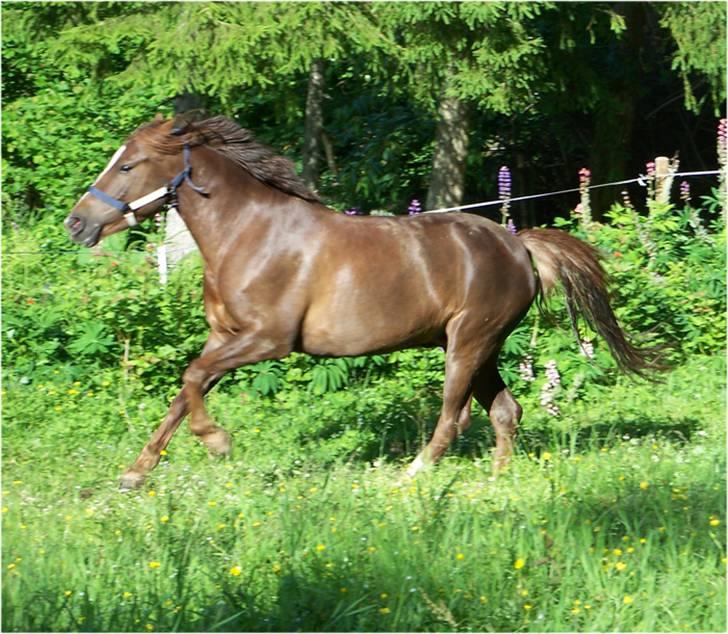 DSP Mon Ami - Enda mer løping på beitet. billede 2