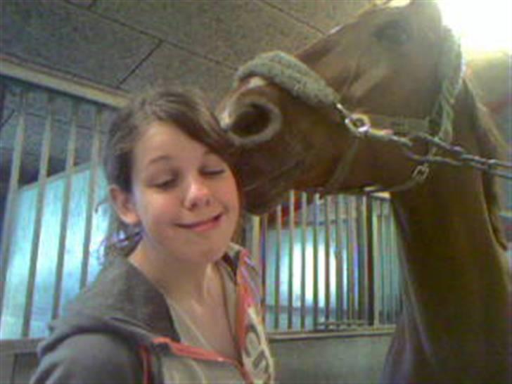 Hannoveraner Caiman RIP <3 - Ny shampoo ?? Mums billede 4