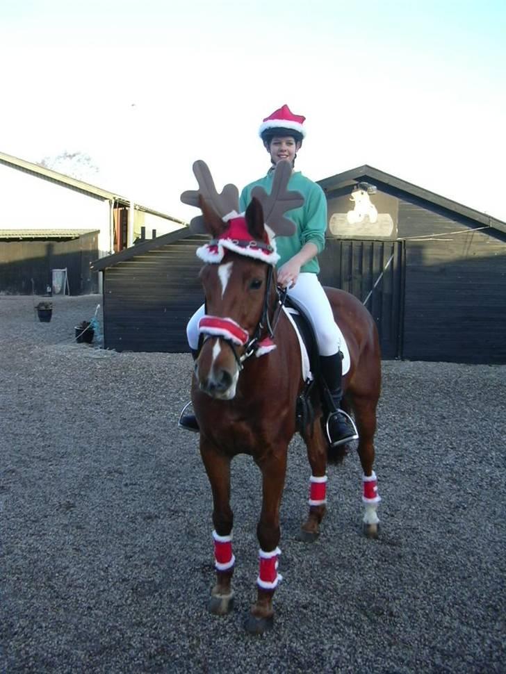 Hannoveraner Caiman RIP <3 - XD Forrytter til nisseparaden 06 billede 5