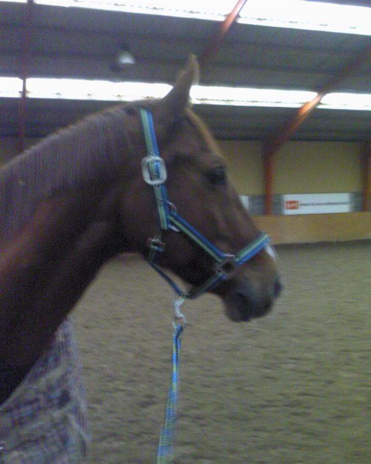 Hannoveraner Caiman RIP <3 - :D han er søøød billede 6