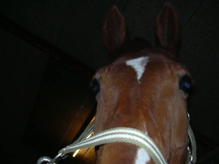 Hannoveraner Caiman RIP <3 - HEJ!? billede 7