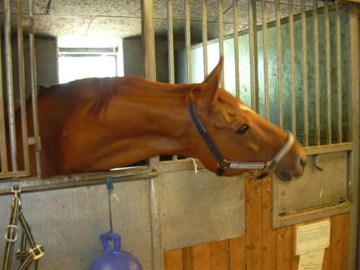 Hannoveraner Caiman RIP <3 - Jeg vil også have noget!!! billede 8