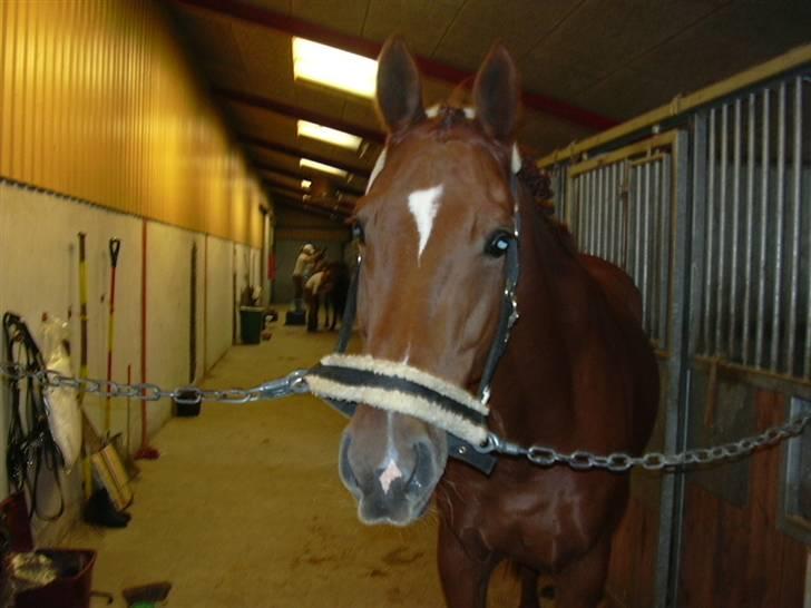 Hannoveraner Caiman RIP <3 - Gør ham parat til første udestævne :D (Også eneste vi nåede) billede 11