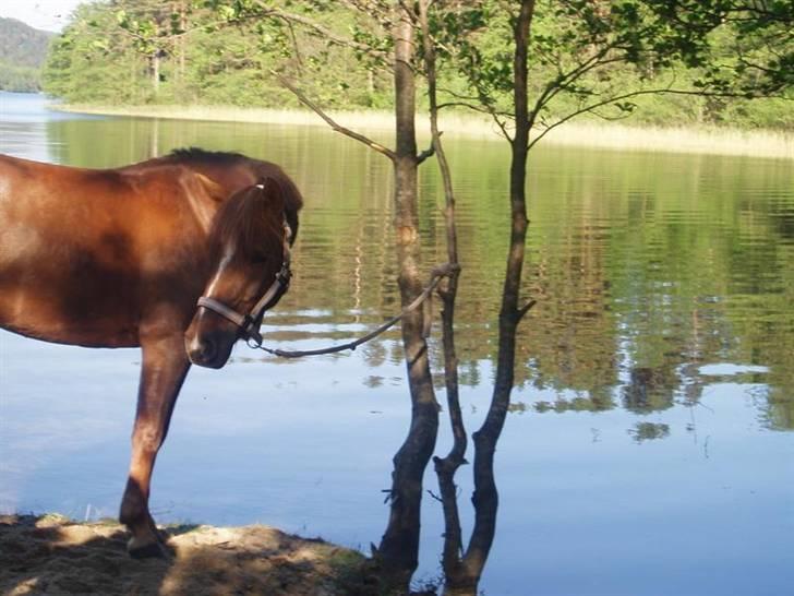 DSP Mon Ami - Mon Ami er med på badetur, her har vi lunjspause. billede 5