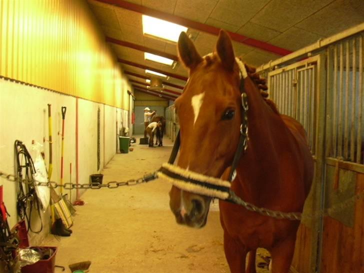 Hannoveraner Caiman RIP <3 - Endnu et fint billede fra stævnedagen billede 12