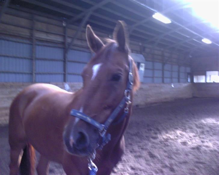 Hannoveraner Caiman RIP <3 - Er jeg ikke fin ?? billede 14