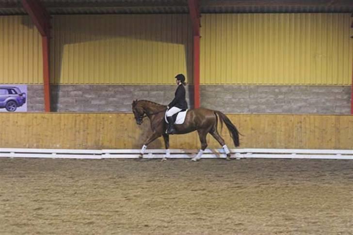 Hannoveraner Caiman RIP <3 - Billede fra HIS klubstævne - vandt en 2. plads billede 15