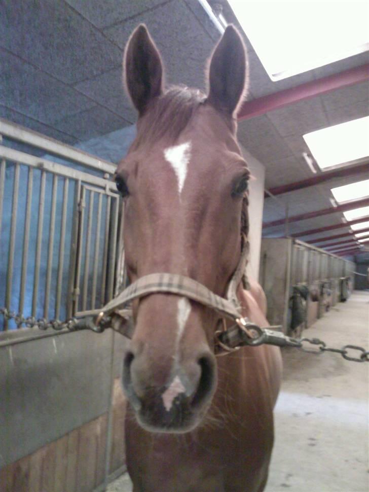 Hannoveraner Caiman RIP <3 - Se min fine sprit nye grime! billede 17