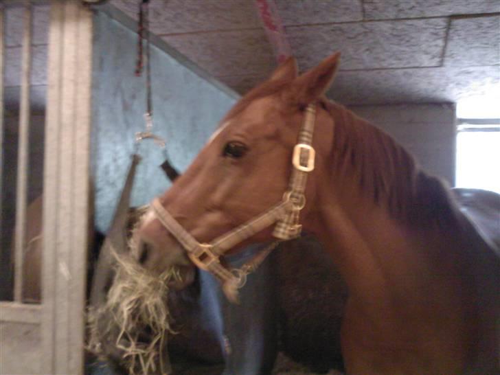 Hannoveraner Caiman RIP <3 - Jeg elsker alt der kan spises billede 18