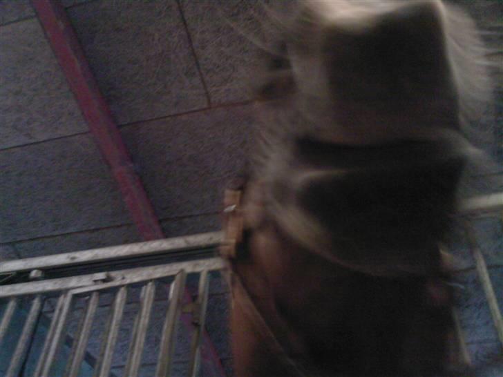 Hannoveraner Caiman RIP <3 - Hmmm , kan det spises ? billede 19