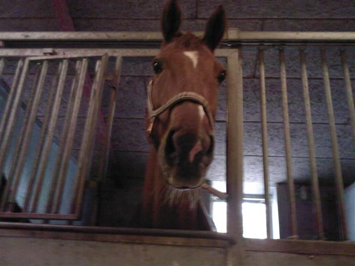 Hannoveraner Caiman RIP <3 - Weee , hejsa! billede 20