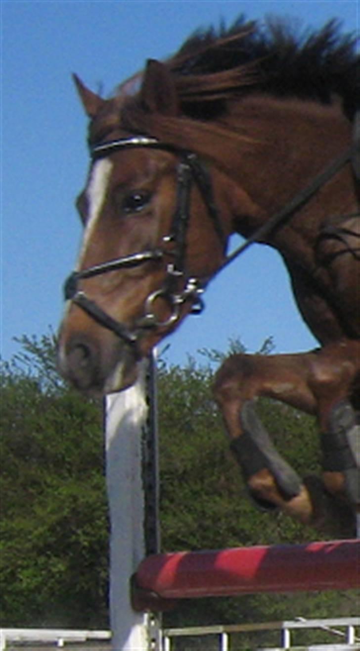 DSP Mon Ami - En glad sprangponni. billede 13