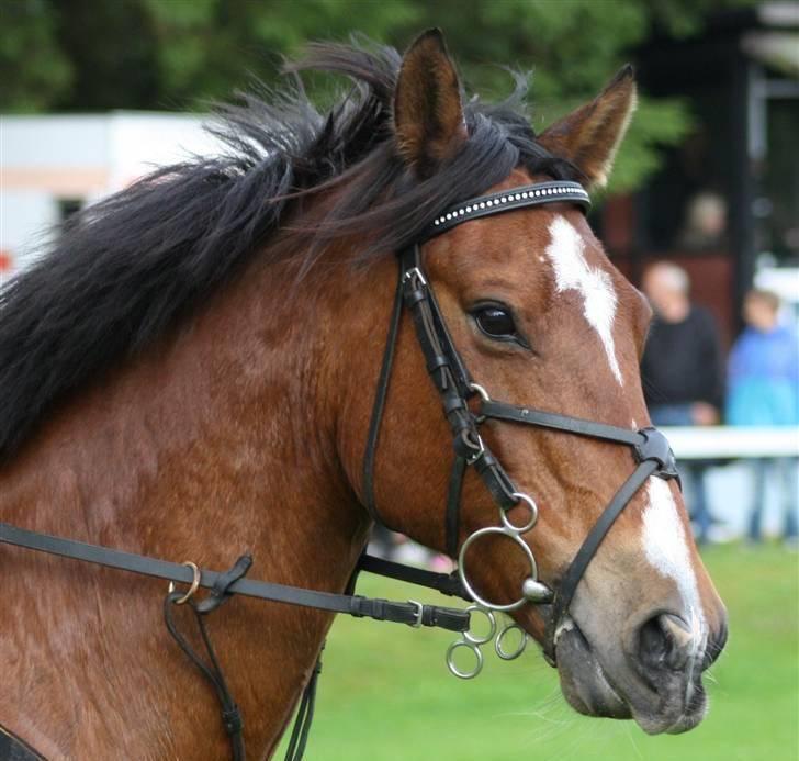 Anden særlig race Muskas - Muskas :´).  | foto: Annika, tak! billede 14