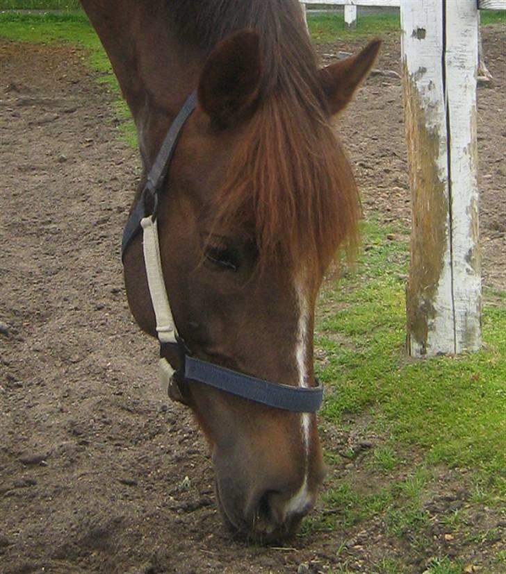 DSP Mon Ami - Hodet til Monsen min. billede 16