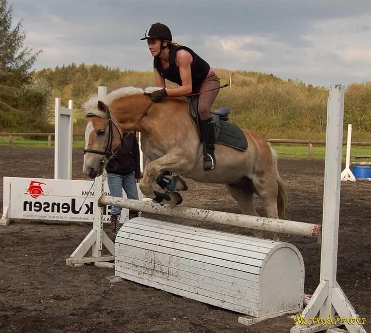 Haflinger Balder Gl. Halvpart billede 16