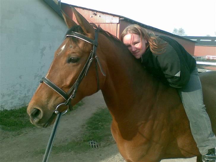 Dansk Varmblod Højvangs Bellisimo (Gismo R.I.P) - vi elsker at hygge billede 2