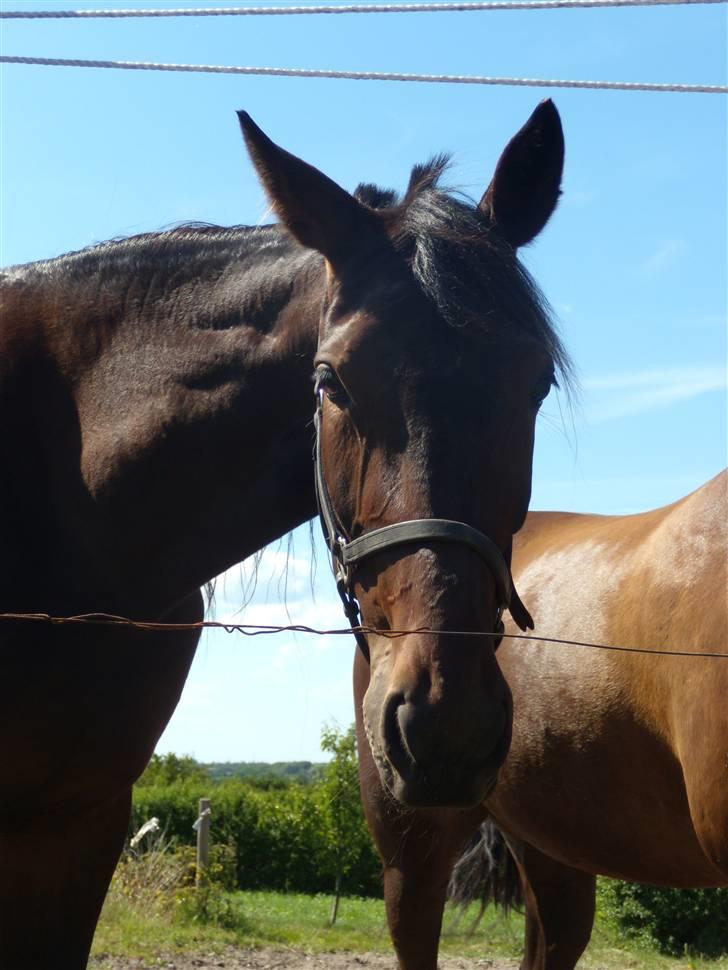 Traver  - Natasja Å - 12; Så skal vi afsted :D billede 12