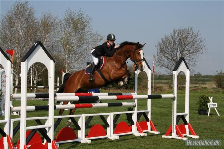 Dansk Varmblod Royal Valens R.I.P - [Foto: MCM] billede 14
