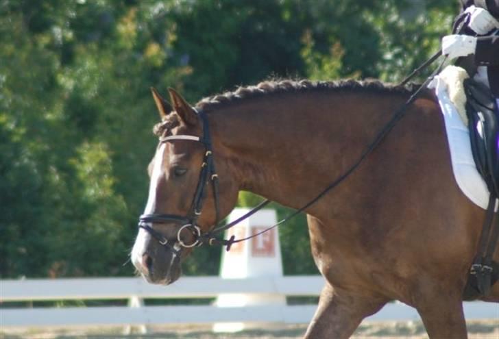 New Forest Egeballes Joker SOLGT  - Joker til C og B stævne i Hjallerup billede 8