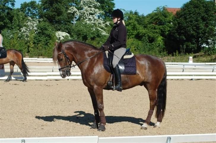 New Forest Egeballes Joker SOLGT  - Til ene time op til stævnet:) billede 10