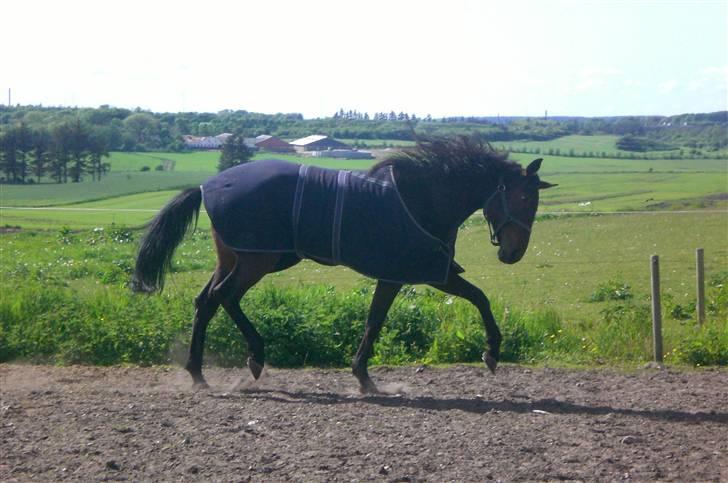 Traver  - Natasja Å - 17; Man er ikke travhest for ingenting :o) billede 17