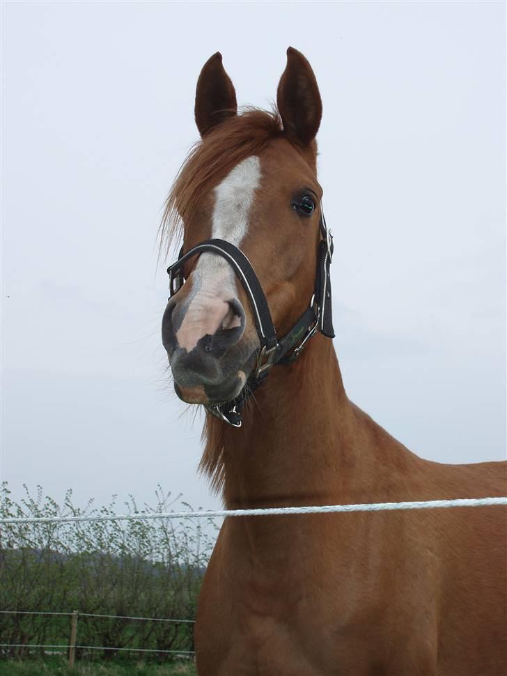 Arabisk fuldblod (OX) Mercedes ox  - 27.04.2008 billede 14