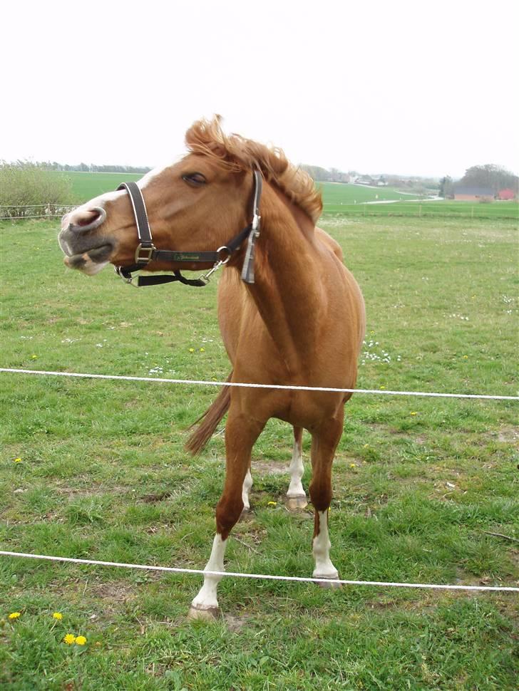 Arabisk fuldblod (OX) Mercedes ox  - 27.04.2008 - uha de fluer kildrer mine ører.. billede 15