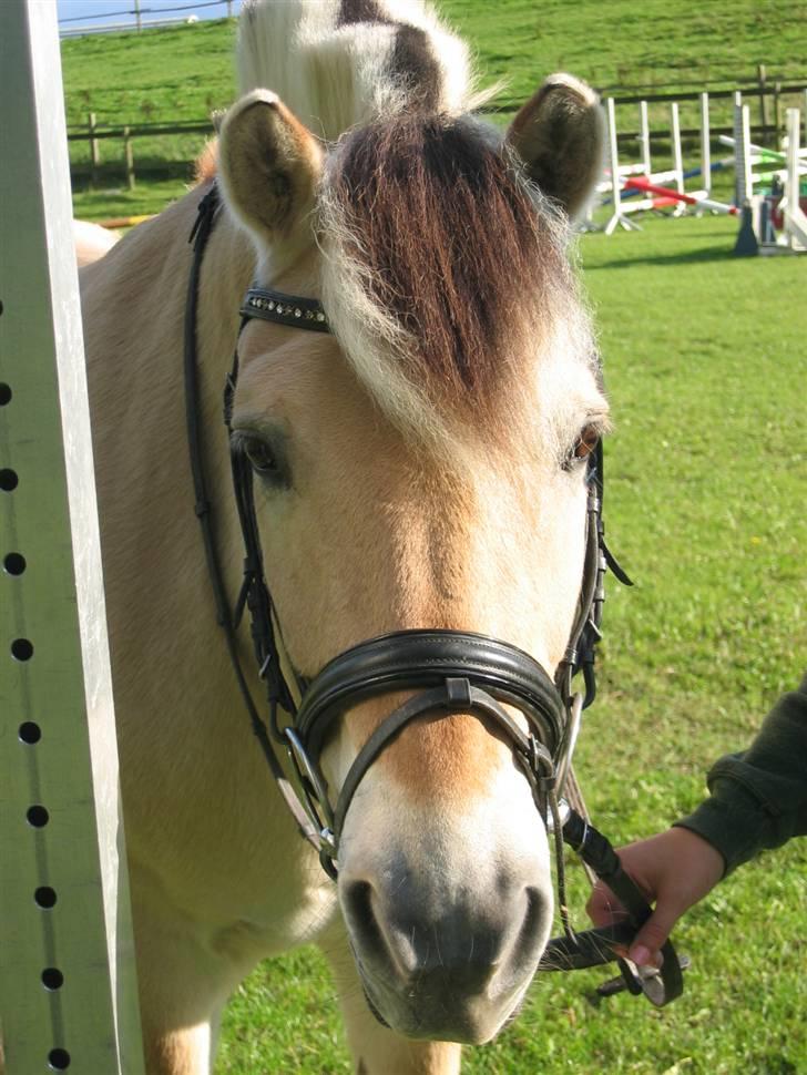 Fjordhest † Tarok(helpart)  † - Hej & Velkommen til Taroks profil. Her ses den smukkes hoved med en skøn baggrund. Foto: Malene. billede 1