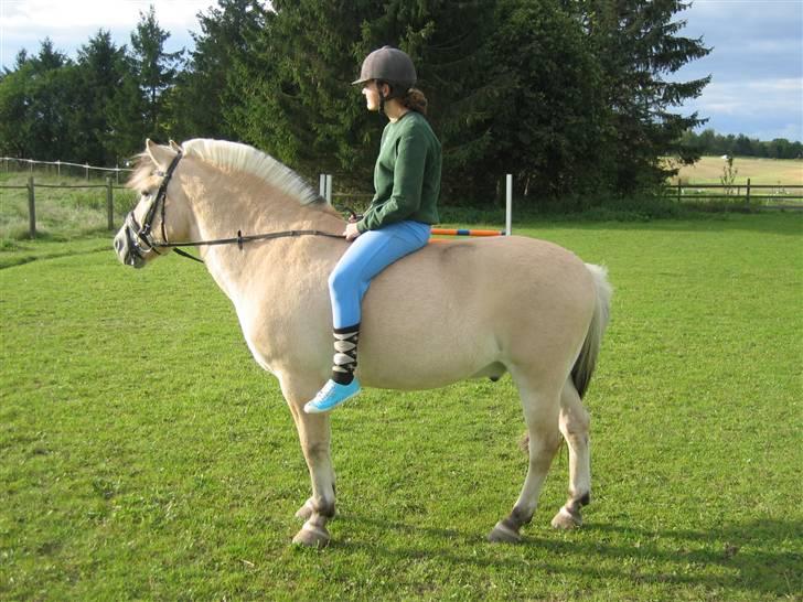 Fjordhest † Tarok(helpart)  † - Du&jeg Tarok. Du er noget specielt. Foto: Min mor.  billede 2