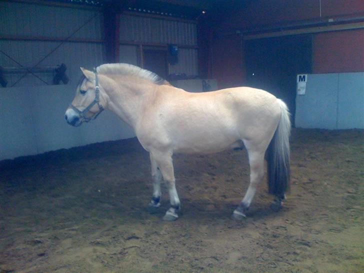 Fjordhest † Tarok(helpart)  † - Tarok i den lille ridehal. Foto: Malene. billede 3