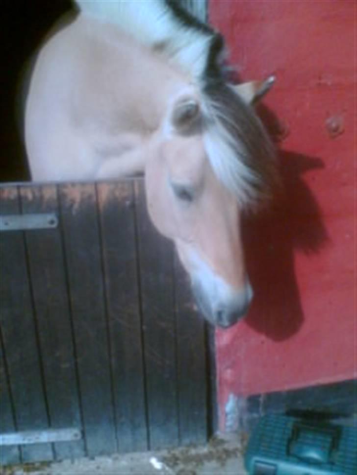 Fjordhest † Tarok(helpart)  † - Tarok i hans gamle boks. Foto: Malene. billede 4