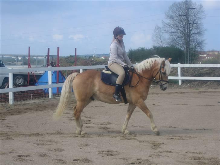 Haflinger Lucky - foto: mor billede 6