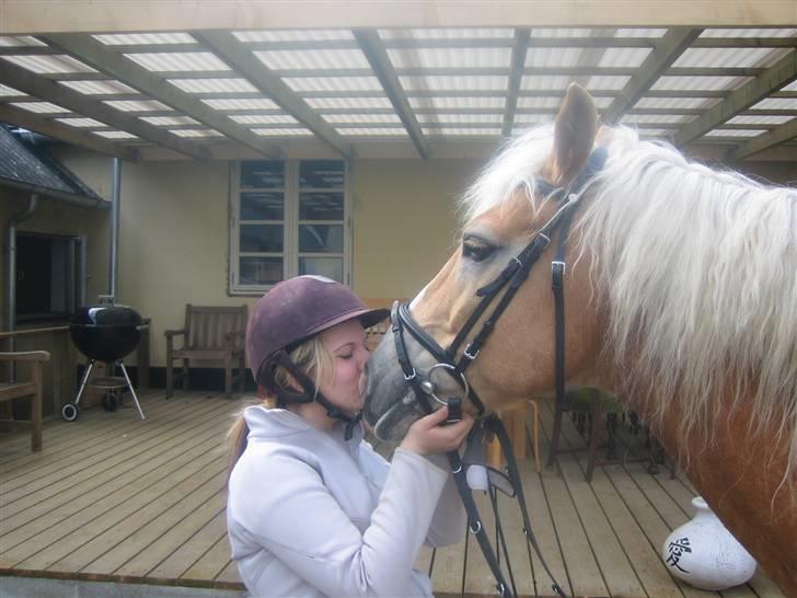 Haflinger Lucky - foto: mor billede 7