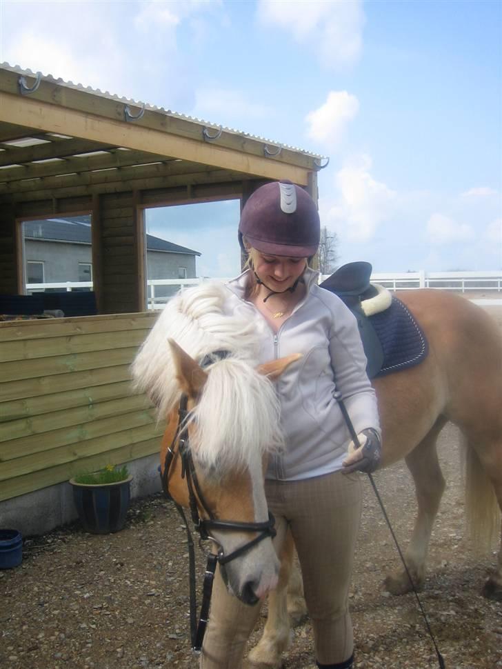 Haflinger Lucky - foto: mor billede 8