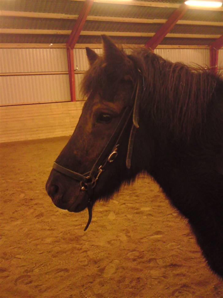 Islænder Skuggi fra risbjerg - i ridehus billede 17