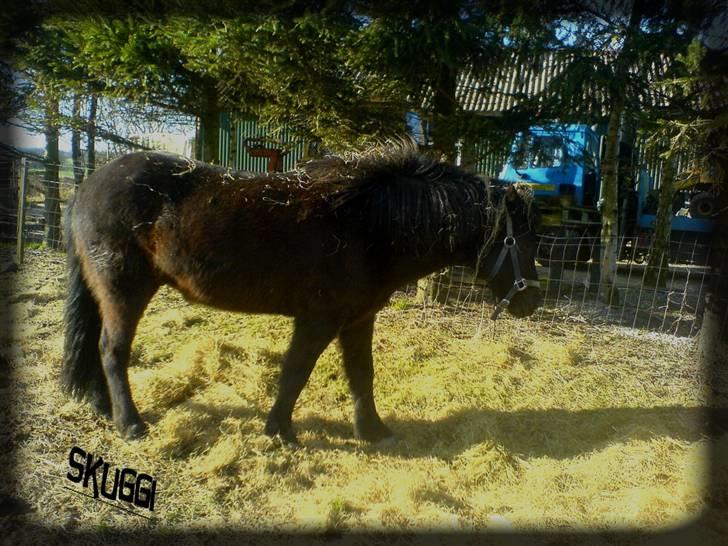 Islænder Skuggi fra risbjerg billede 18