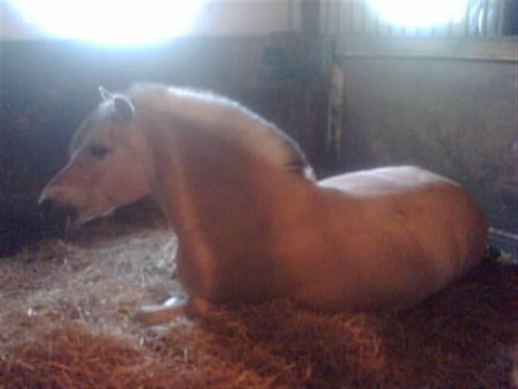 Fjordhest † Tarok(helpart)  † - Tarok ligger ned i sin boks. Foto: Malene.  billede 5