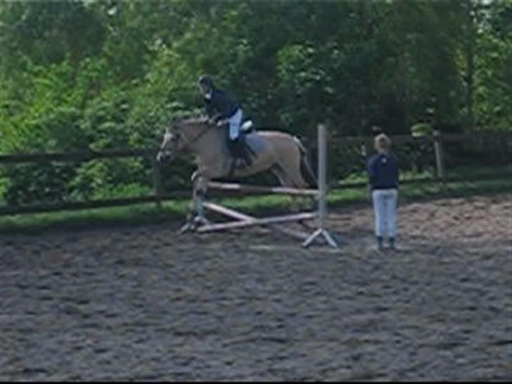 Fjordhest † Tarok(helpart)  † - Tarok der svæver over et spring i en LC. Gammelt billede. tarok må ikke springe mere.  billede 6