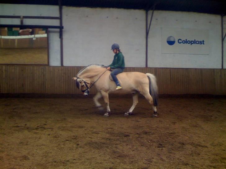 Fjordhest † Tarok(helpart)  † - Jeg lærte endelig at få Tarok til biddet. Han var så god til det! Foto: Signe. billede 7