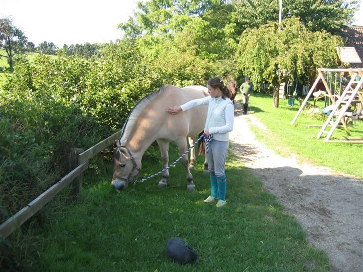 Fjordhest † Tarok(helpart)  † - Længe leve græsset! Foto: min mor.  billede 9