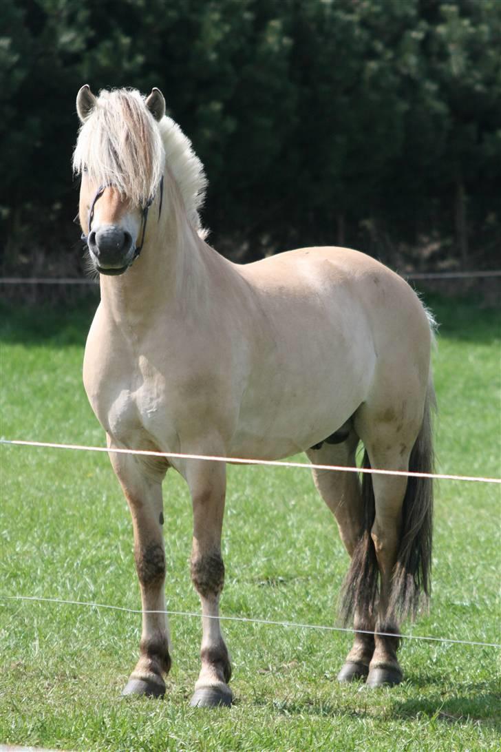 Fjordhest Mosegårdens Finesse billede 5
