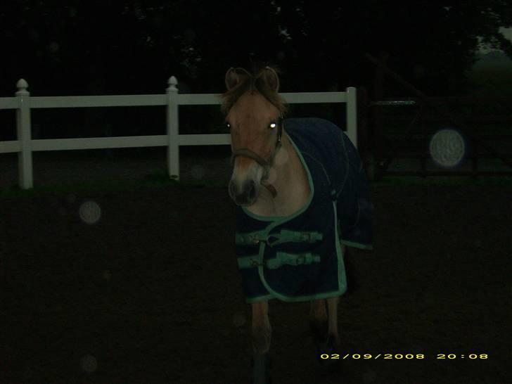 Fjordhest Dior **solgt/Efterlyses** - Dior september 2008 billede 12