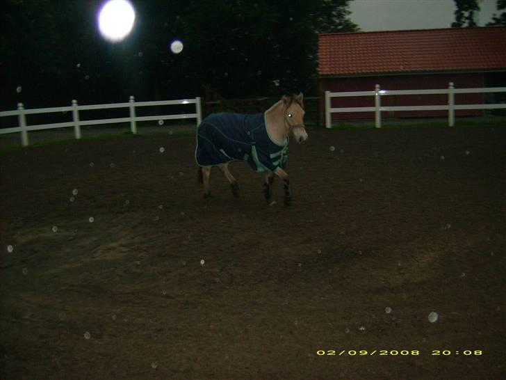 Fjordhest Dior **solgt/Efterlyses** - smukke dreng billede 13