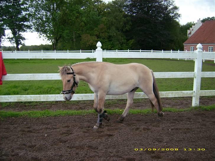 Fjordhest Dior **solgt/Efterlyses** - strækker lidt ud efter han blev longeret billede 14