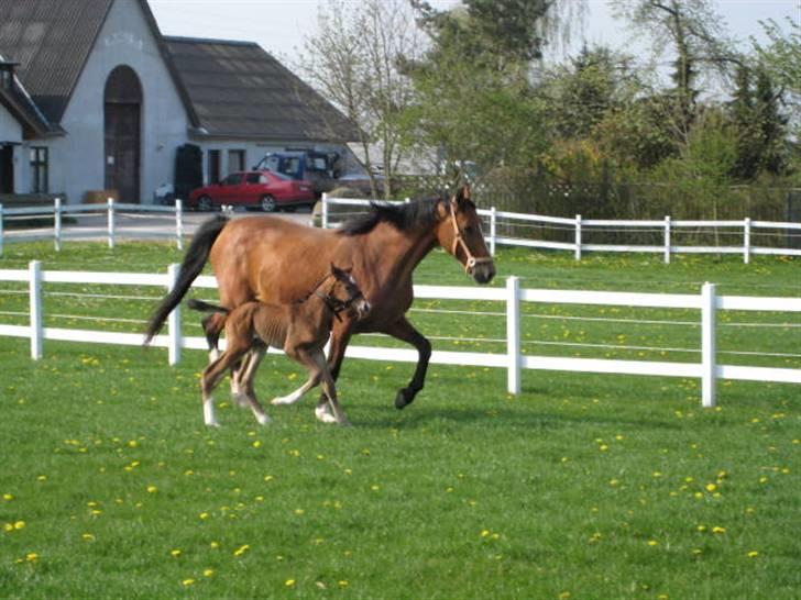 Dansk Varmblod leonilla billede 9