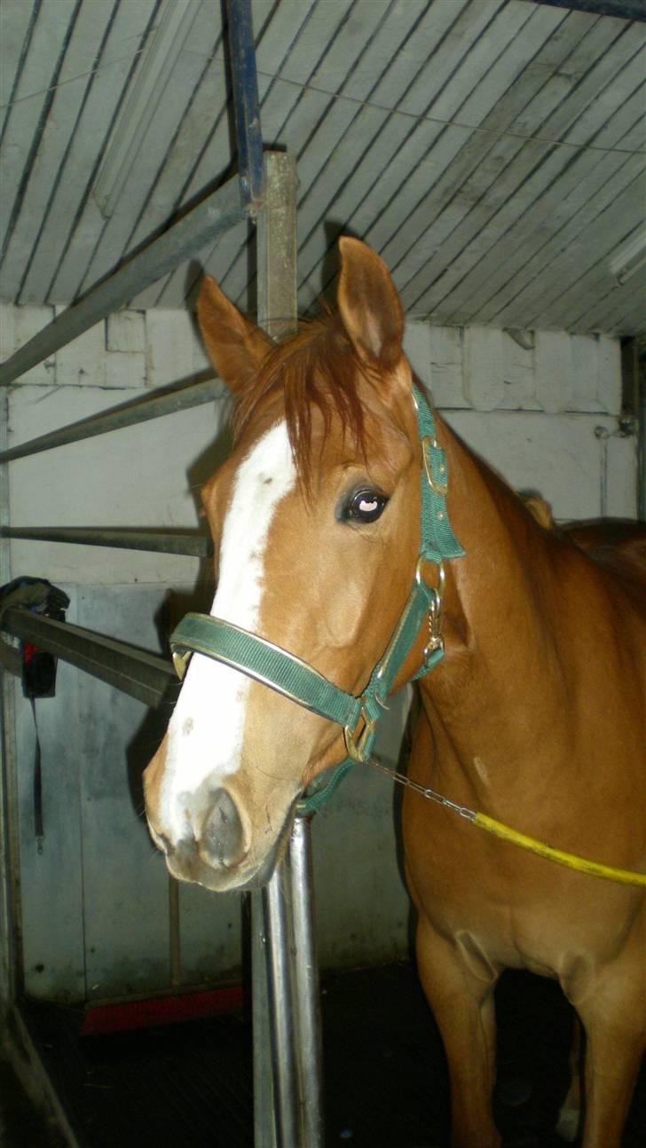 Welsh Partbred (Sec F) Zena billede 8