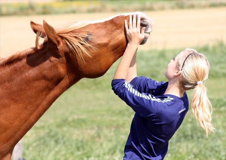 Arabisk fuldblod (OX) Indiana Jones OX †R.I.P† - 16# sommer (: billede 16