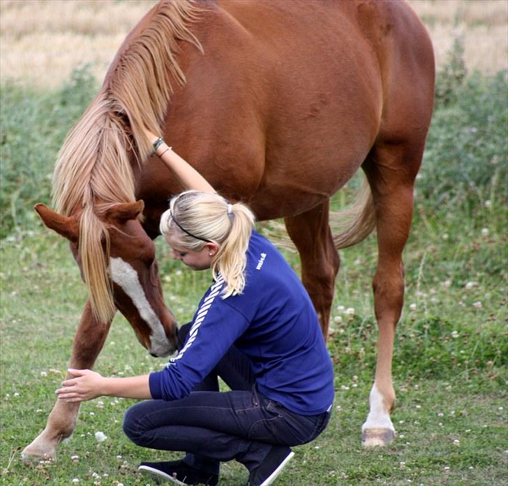 Arabisk fuldblod (OX) Indiana Jones OX †R.I.P† - 18# søde pony (: billede 18