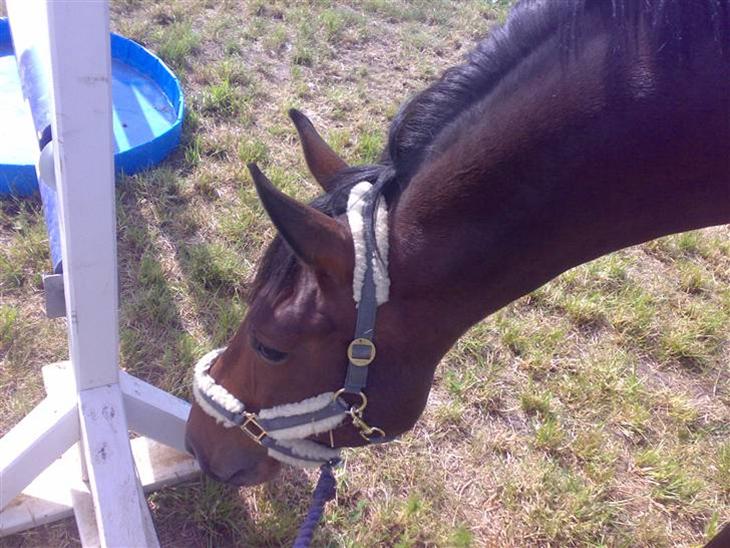 {{currentPhoto.altText}} billede {{currentPhoto.number}}